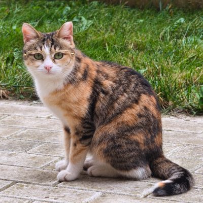 A calico cat in glasses, the photo the code beside it was made from